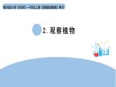 2025年秋教科版一年級(jí)科學(xué)上冊(cè)1-2《觀察植物》（課件）
