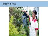 2025年秋教科版一年級(jí)科學(xué)上冊(cè)1-2《觀察植物》（課件）