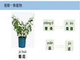 2025年秋教科版一年級(jí)科學(xué)上冊(cè)1-2《觀察植物》（課件）