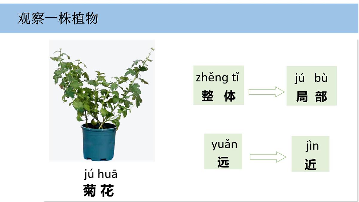 2025年秋教科版一年级科学上册1-2《观察植物》（课件）第3页
