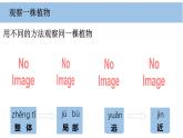 2025年秋教科版一年級(jí)科學(xué)上冊(cè)1-2《觀察植物》（課件）