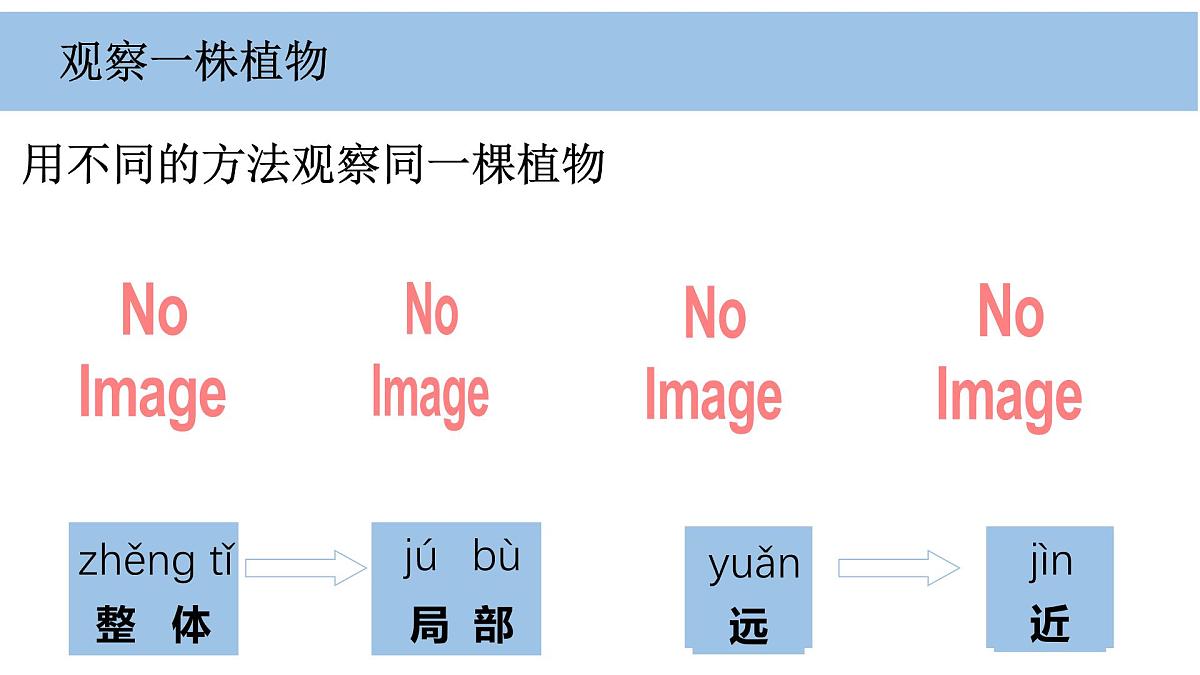 2025年秋教科版一年级科学上册1-2《观察植物》（课件）第4页