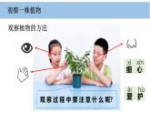 2025年秋教科版一年級(jí)科學(xué)上冊(cè)1-2《觀察植物》（課件）