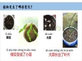 2025年秋教科版一年級科學(xué)上冊1-5 《植物的變化》（課件）