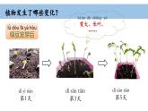 2025年秋教科版一年級科學(xué)上冊1-5 《植物的變化》（課件）