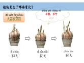 2025年秋教科版一年級科學(xué)上冊1-5 《植物的變化》（課件）