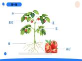 2025年秋人教鄂教版四年級科學(xué)上冊 5.不用種子怎么繁殖（課件）