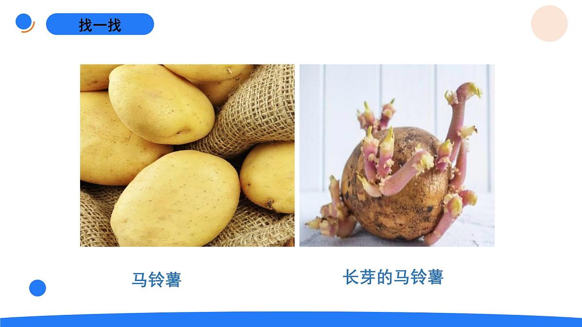 2025年秋人教鄂教版四年级科学上册 5.不用种子怎么繁殖（课件）第4页