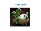 2025年秋人教鄂教版四年級科學(xué)上冊 5.不用種子怎么繁殖（課件）