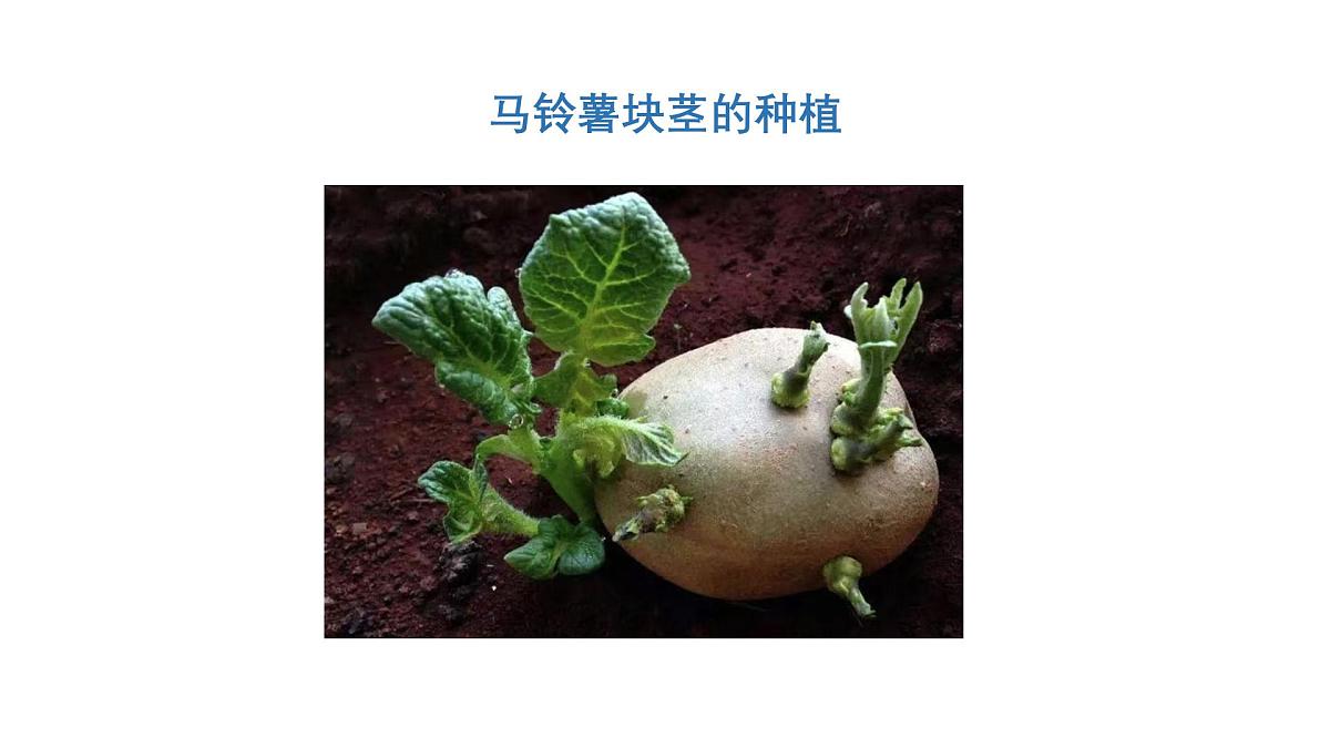 2025年秋人教鄂教版四年级科学上册 5.不用种子怎么繁殖（课件）第5页