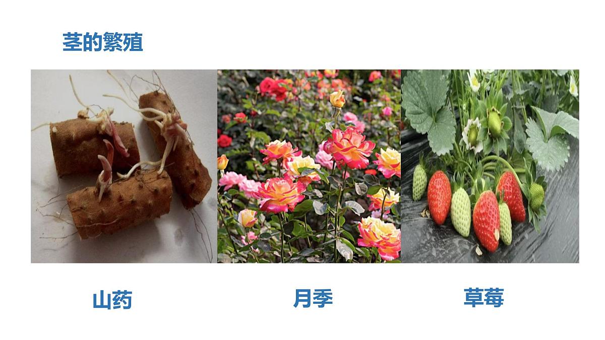 2025年秋人教鄂教版四年级科学上册 5.不用种子怎么繁殖（课件）第6页