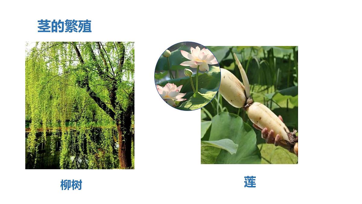 2025年秋人教鄂教版四年级科学上册 5.不用种子怎么繁殖（课件）第7页