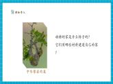 【新教材核心素養(yǎng)】教科版科學(xué)二年級上冊1.1《動物的家》課件+同步教案+單元整體設(shè)計