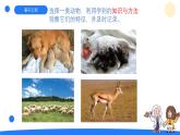 2025年大象版三年級(jí)科學(xué)上冊(cè) 2.3動(dòng)物的分類(lèi)（課件）