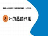 2025年秋青島版三年級科學(xué)上冊 8《葉的蒸騰作用》教學(xué)課件
