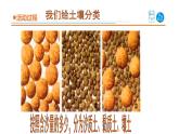 2025年秋青島版三年級科學(xué)上冊 10.《土壤的種類》教學(xué)課件1