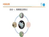 2025年秋青島版三年級科學上冊 1.《動物的四肢》教學課件1