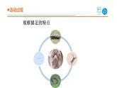 2025年秋青島版三年級科學上冊 1.《動物的四肢》教學課件1