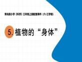 2025年秋青島版三年級(jí)科學(xué)上冊(cè) 5《植物的“身體”》教學(xué)課件