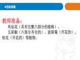2025年秋青島版三年級(jí)科學(xué)上冊(cè) 5《植物的“身體”》教學(xué)課件