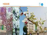 2025年秋青島版三年級(jí)科學(xué)上冊(cè) 5《植物的“身體”》教學(xué)課件