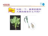 2025年秋青島版三年級科學(xué)上冊 6《植物的根》教學(xué)課件1