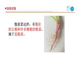 2025年秋青島版三年級科學(xué)上冊 6《植物的根》教學(xué)課件1