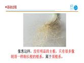 2025年秋青島版三年級科學(xué)上冊 6《植物的根》教學(xué)課件1