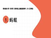 2025年秋青島版四年級科學(xué)上冊 1.《螞蟻》教學(xué)課件