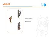 2025年秋青島版四年級(jí)科學(xué)上冊(cè) 3.《鳥(niǎo)》教學(xué)課件