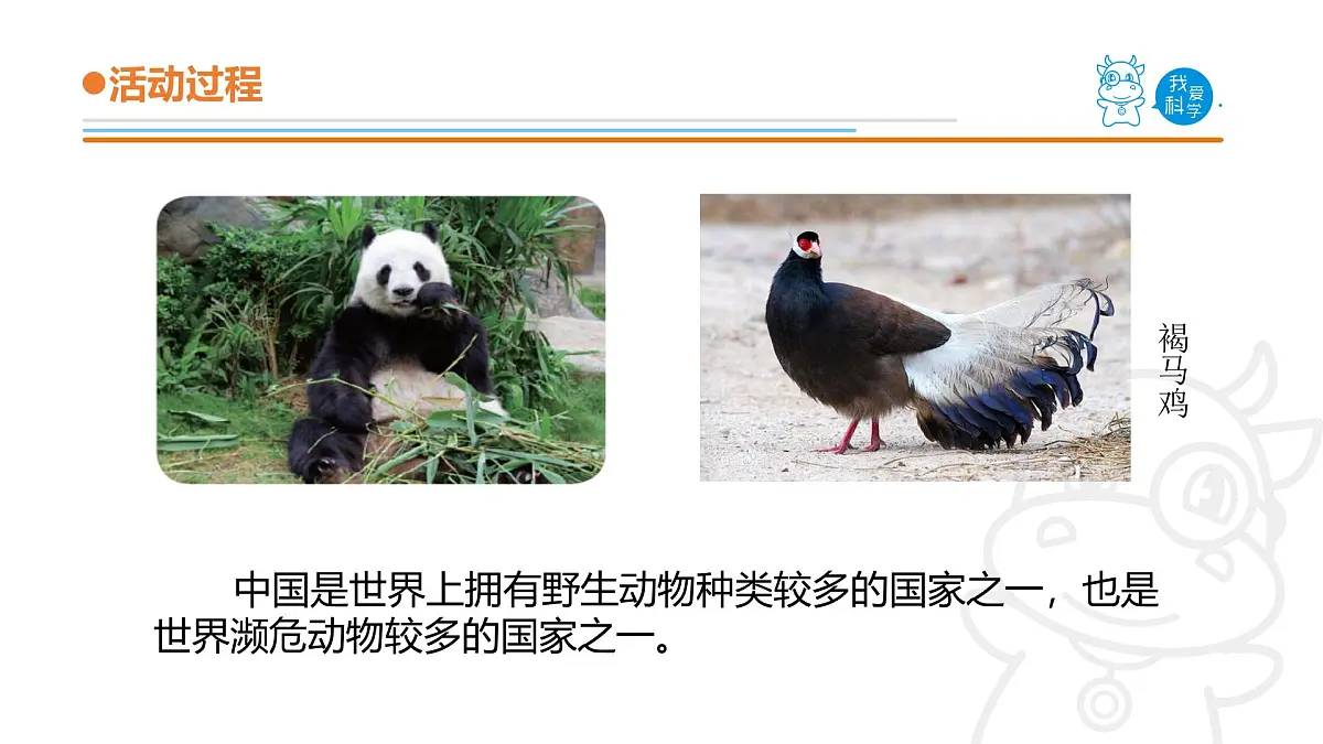 2025年秋青岛版四年级科学上册 5.《我国的珍稀动物》教学课件第7页