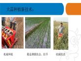 2025年青島版二年級(jí)科學(xué)上冊(cè) 9.《種大蒜》教學(xué)課件