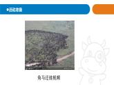 2025年秋青島版（六三制）三年級科學(xué)上冊 4.《遷徙與冬眠》教學(xué)課件