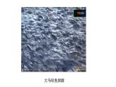 2025年秋青島版（六三制）三年級科學(xué)上冊 4.《遷徙與冬眠》教學(xué)課件