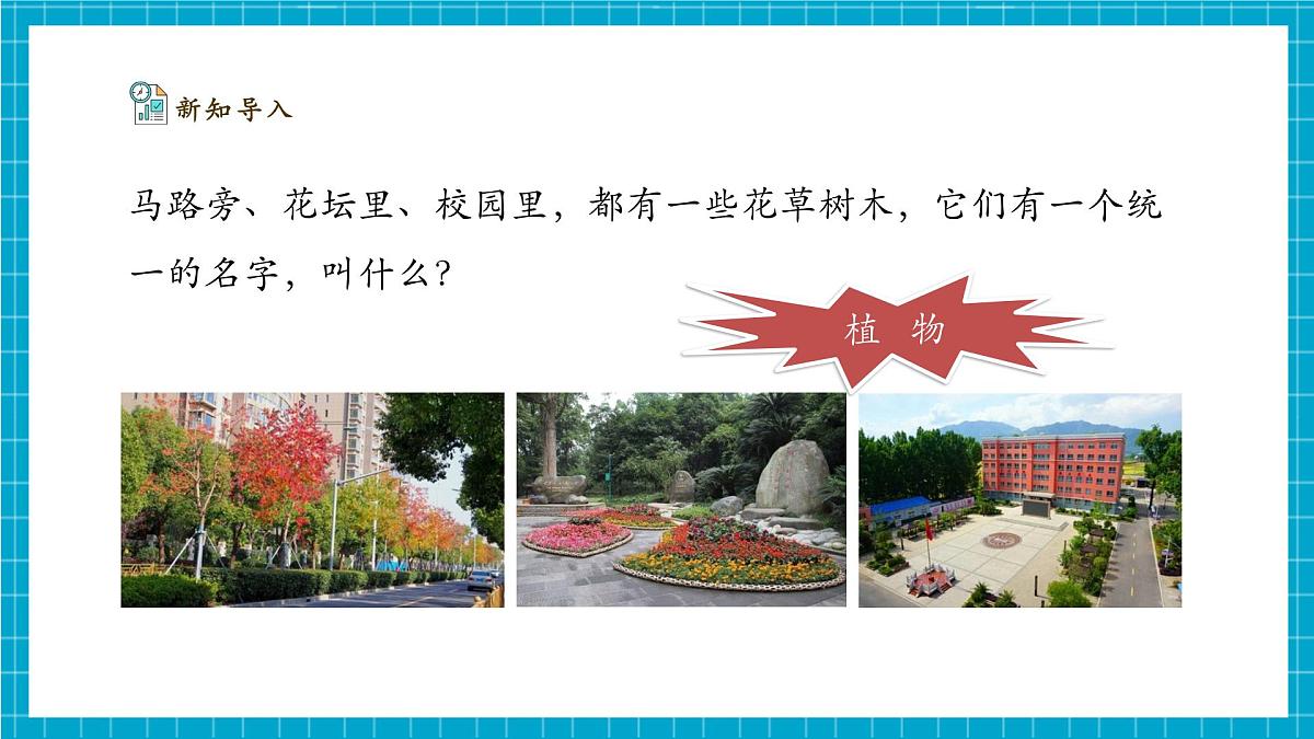 【大单元整体教学】2.4《身边的植物》课时课件第4页
