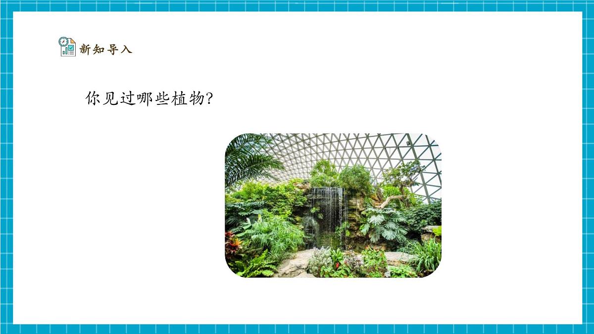 【大单元整体教学】2.4《身边的植物》课时课件第5页