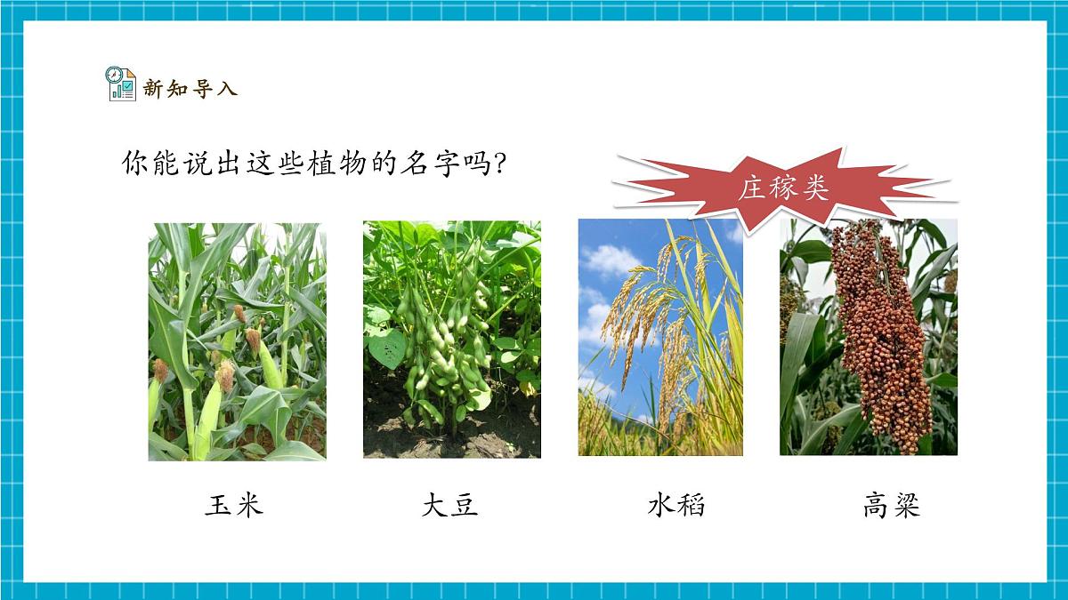 【大单元整体教学】2.4《身边的植物》课时课件第6页