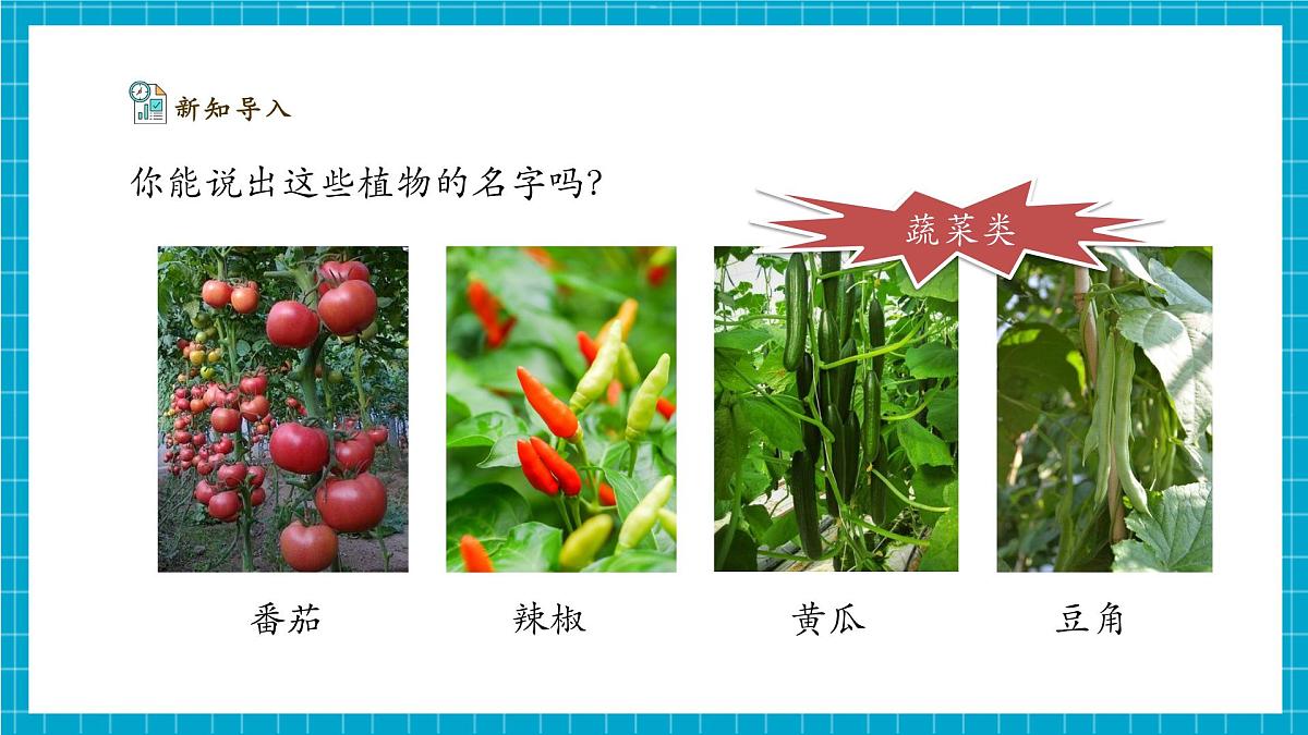 【大单元整体教学】2.4《身边的植物》课时课件第7页