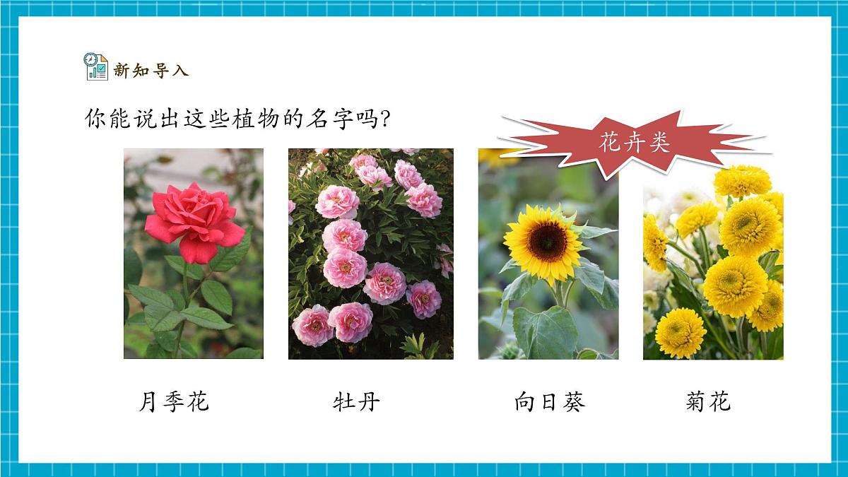 【大单元整体教学】2.4《身边的植物》课时课件第8页