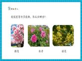 【新教材新課標】粵教粵科版科學一年級下冊2.5《觀察植物》教學課件+同步教案+素材