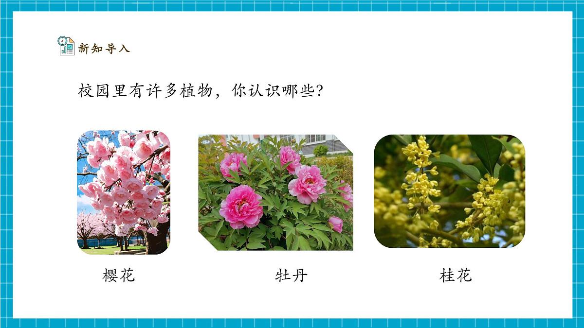 【大单元整体教学】2.5《观察植物》课时课件（26张PPT）第4页