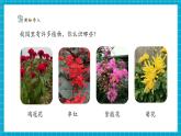 【新教材新課標】粵教粵科版科學一年級下冊2.5《觀察植物》教學課件+同步教案+素材