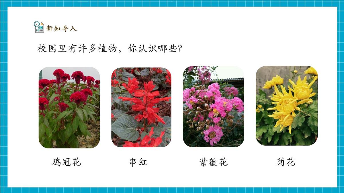 【大单元整体教学】2.5《观察植物》课时课件（26张PPT）第5页