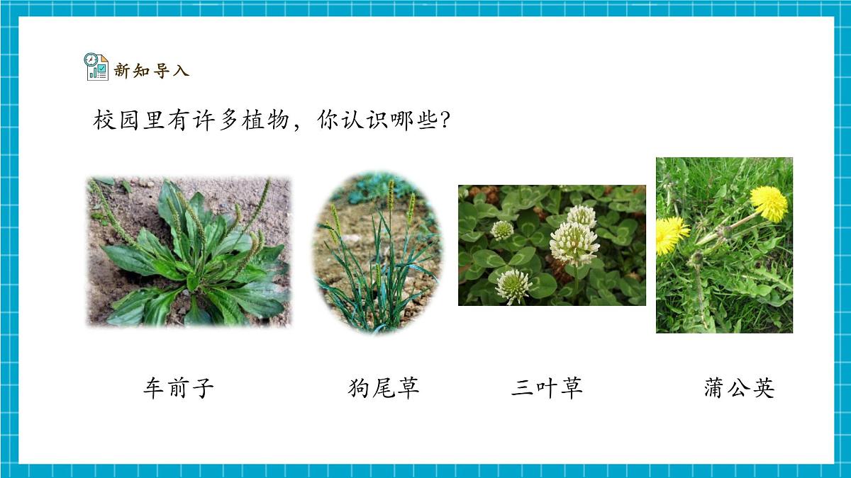 【大单元整体教学】2.5《观察植物》课时课件（26张PPT）第6页