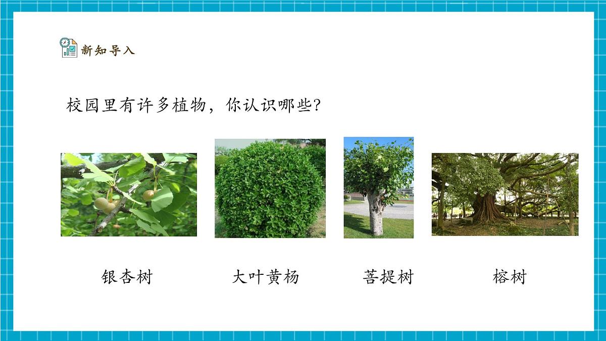 【大单元整体教学】2.5《观察植物》课时课件（26张PPT）第7页