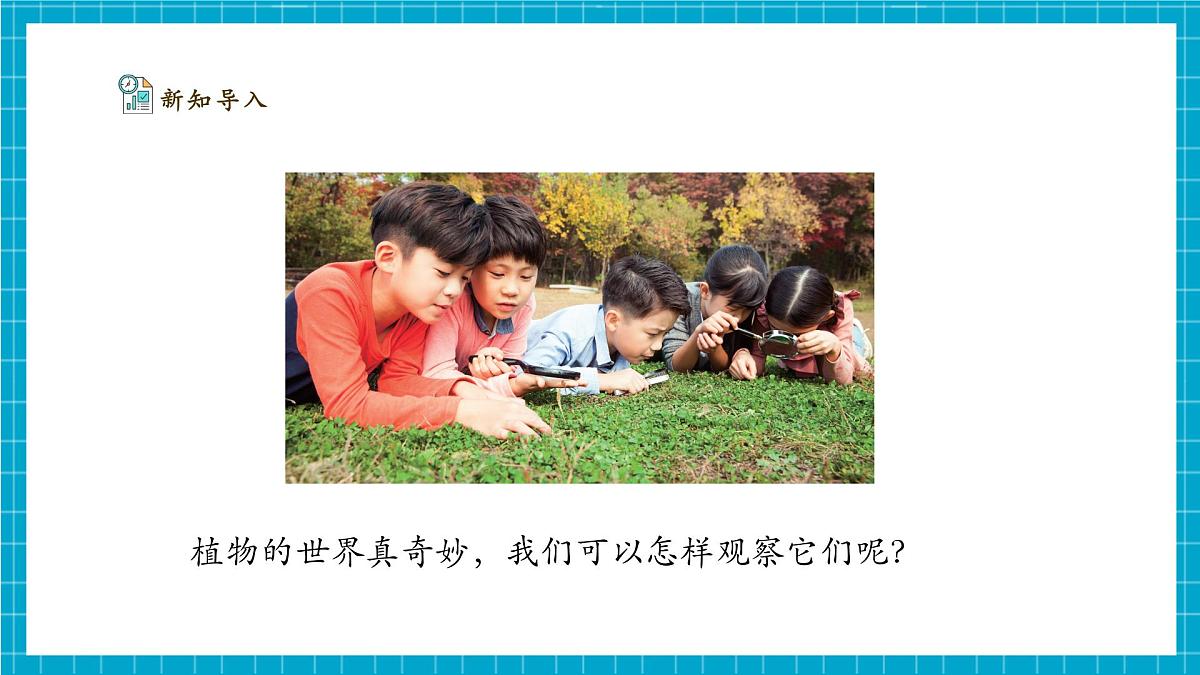 【大单元整体教学】2.5《观察植物》课时课件（26张PPT）第8页