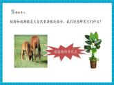 【新教材新課標】粵教粵科版科學一年級下冊2.7《動植物的異同》教學課件+同步教案+素材