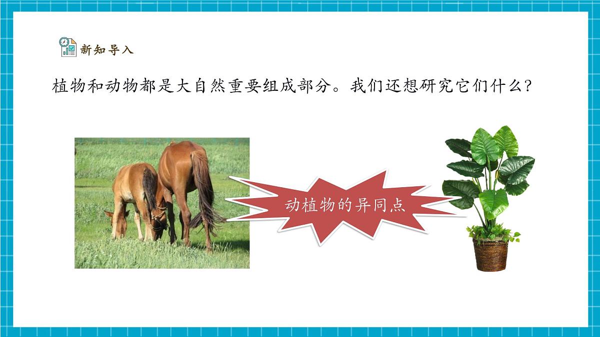 【大单元整体教学】2.7《动植物的异同》课时课件（26张PPT）第4页