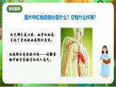 新教科版（2017）科學(xué)五上4.3《心臟和血液》課件+教案+練習(xí)+素材