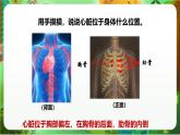 新教科版（2017）科學(xué)五上4.3《心臟和血液》課件+教案+練習(xí)+素材